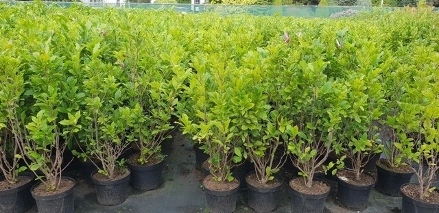 Beverboom, Struik (Magnolia Susan) - Afbeelding 12