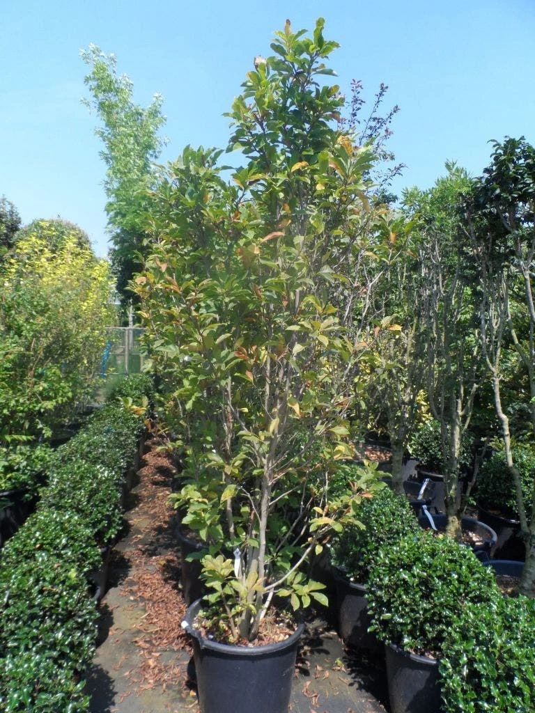 Beverboom, Struik (Magnolia Susan) - Afbeelding 6