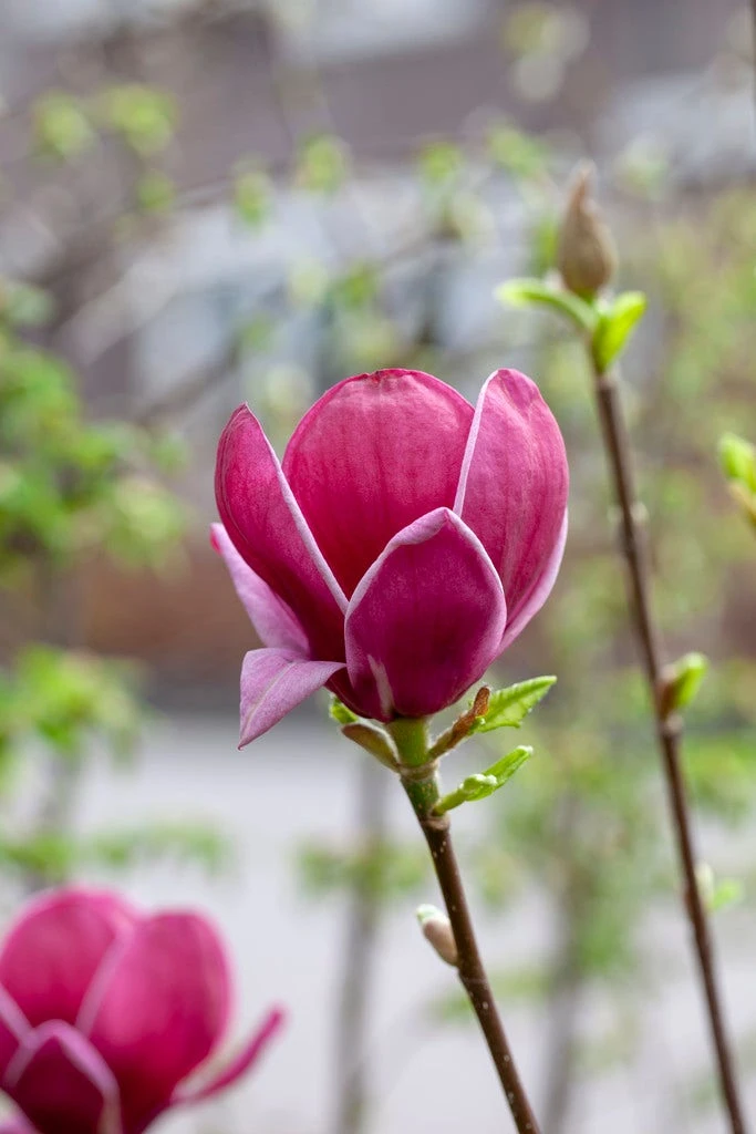 Beverboom (Magnolia 'Genie') - Afbeelding 6
