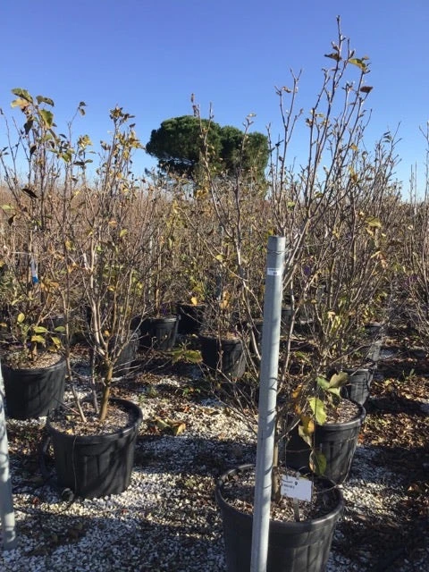 Beverboom (Magnolia 'Genie') - Afbeelding 7