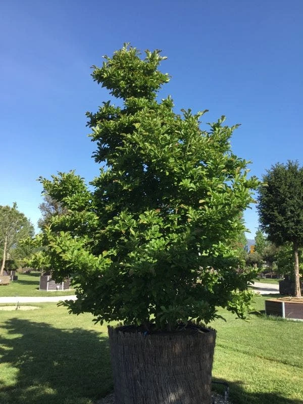 Beverboom (Magnolia Loebneri 'Leonard Messel') - Afbeelding 2