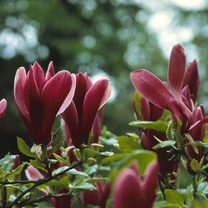 Beverboom (Magnolia Liliiflora 'Nigra') - Afbeelding 2