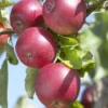 Lei-Appel (Malus Domestica 'Rode Jonathan')