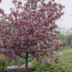 Sierappel (Malus 'Rudolf')