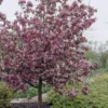 Sierappel (Malus 'Rudolf')