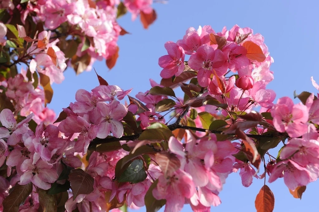 Sierappel (Malus 'Rudolf') - Afbeelding 2