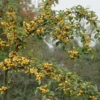 Sierappel (Malus 'Golden Hornet')