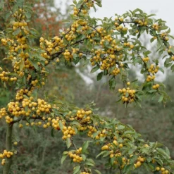 Sierappel (Malus 'Golden Hornet')