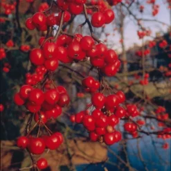 Sierappel (Malus 'Red Sentinel')