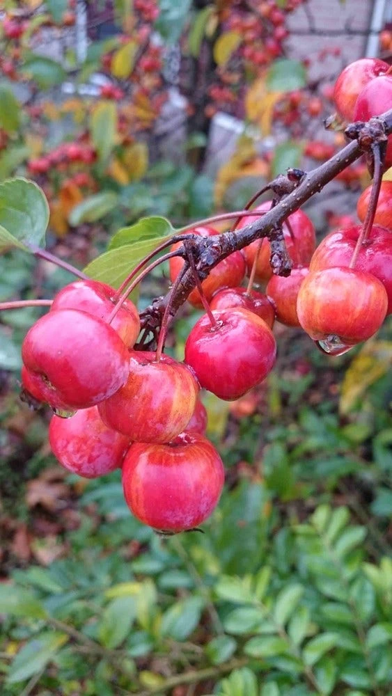 Sierappel (Malus 'Red Sentinel') - Afbeelding 7