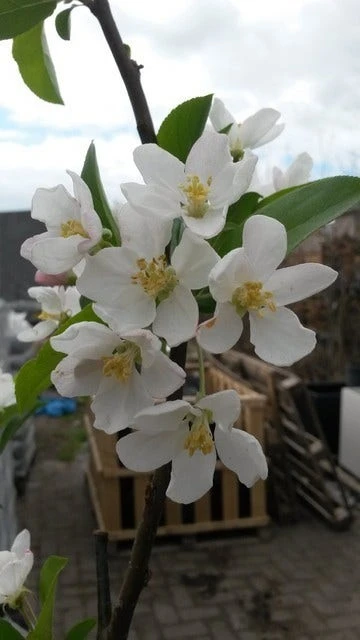 Sierappel (Malus 'Red Sentinel') - Afbeelding 2