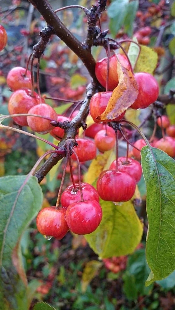 Sierappel (Malus 'Red Sentinel') - Afbeelding 6