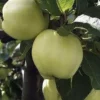 Lei-Appel (Malus Domestica 'Transparente Jaune')