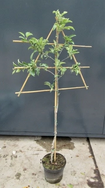 Lei-Appel (Malus Domestica 'Dubbele Bellefleur') - Afbeelding 2