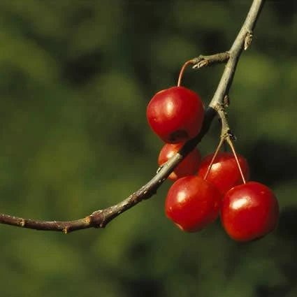 Sierappel (Malus 'Red Sentinel') - Afbeelding 3