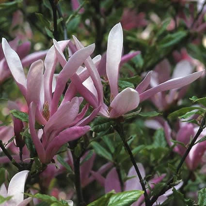 Beverboom, Struik (Magnolia Susan) - Afbeelding 2