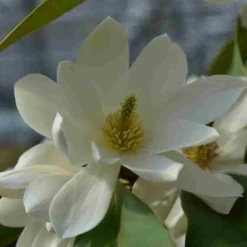 Michelia 'Fairy Magnolia White'