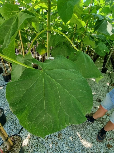 Anna Paulownaboom (Paulownia Fortunei 'Fast Blue') - Afbeelding 3