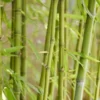 Bamboe (Phyllostachys Aurea)