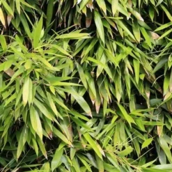 Bamboe (Phyllostachys Bissetii)