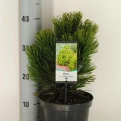 Bosnische Den (Pinus Heldreichii 'Compact Gem')