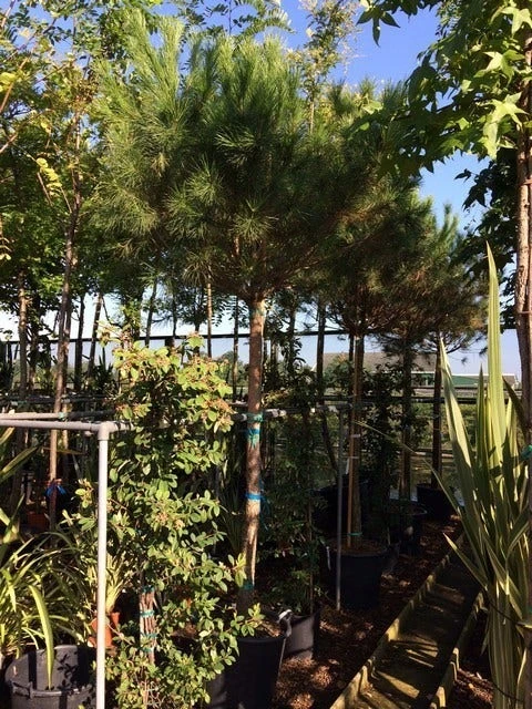 Parasolden Op Stam (Pinus Pinea) - Afbeelding 11