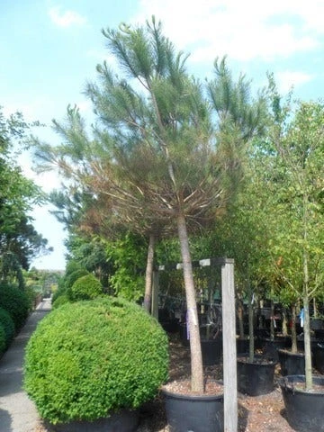 Parasolden Op Stam (Pinus Pinea) - Afbeelding 5