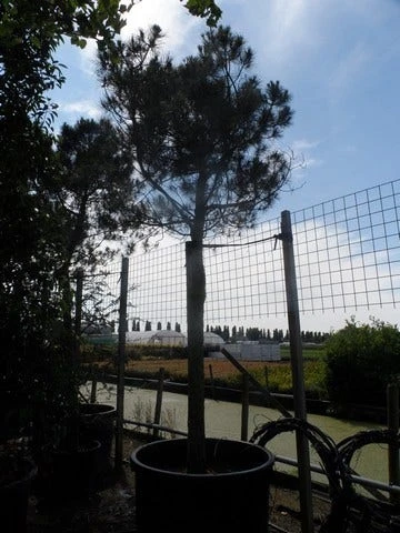 Parasolden Op Stam (Pinus Pinea) - Afbeelding 7