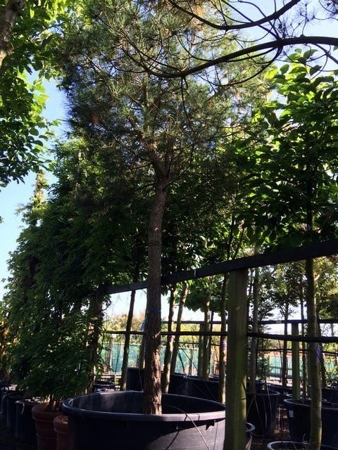 Parasolden Op Stam (Pinus Pinea) - Afbeelding 10