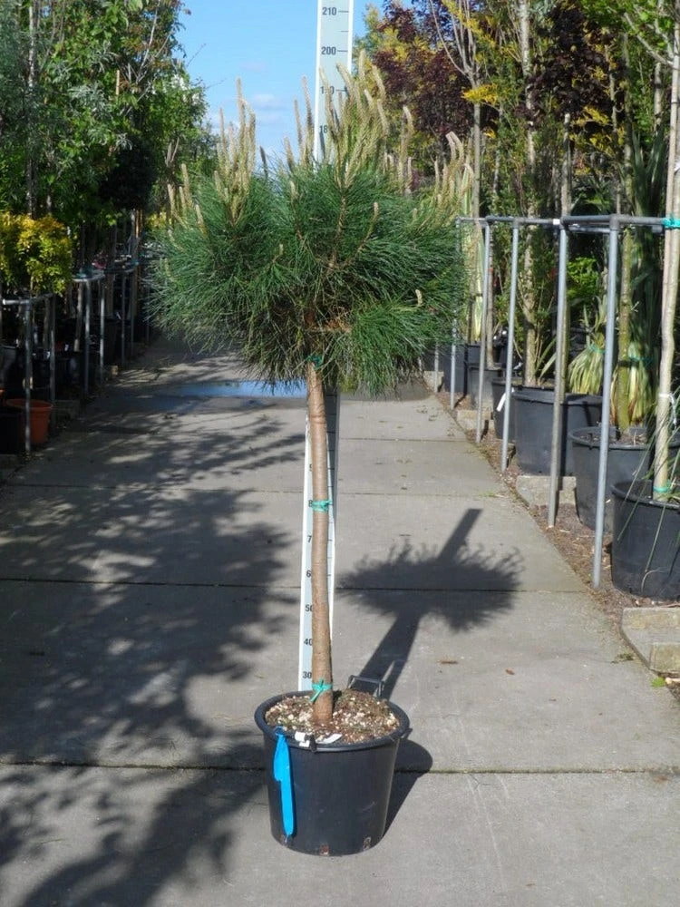 Parasolden Op Stam (Pinus Pinea) - Afbeelding 3