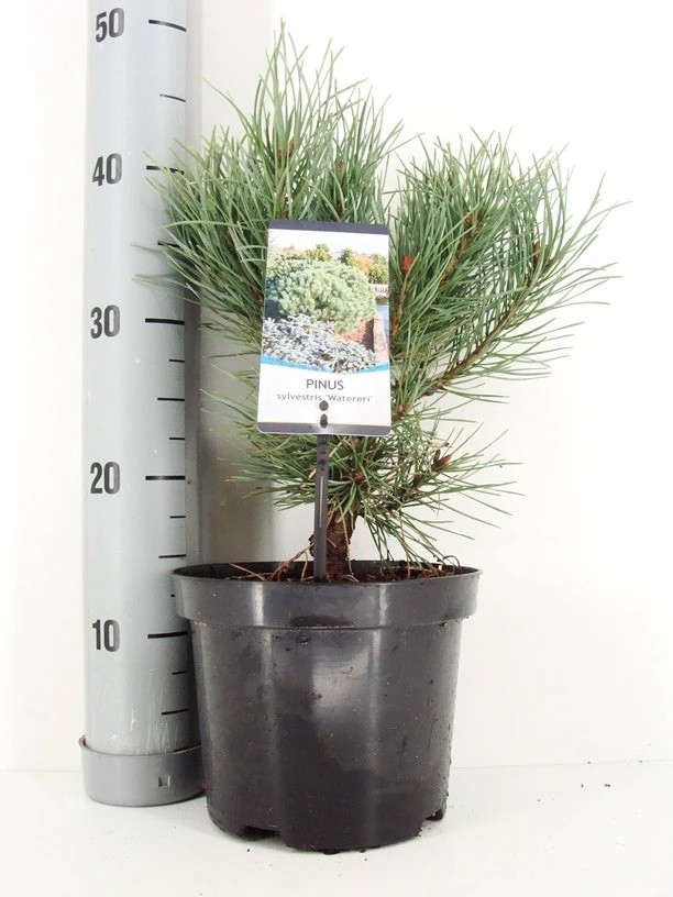 Grove Den (Pinus Sylvestris 'Watereri') - Afbeelding 2