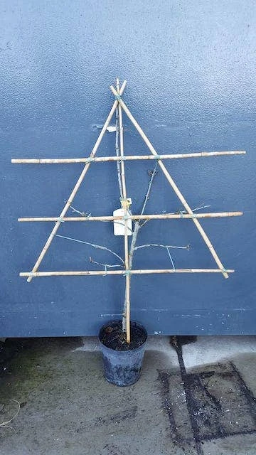 Lei-Pruim (Prunus Domestica 'Opal') - Afbeelding 2