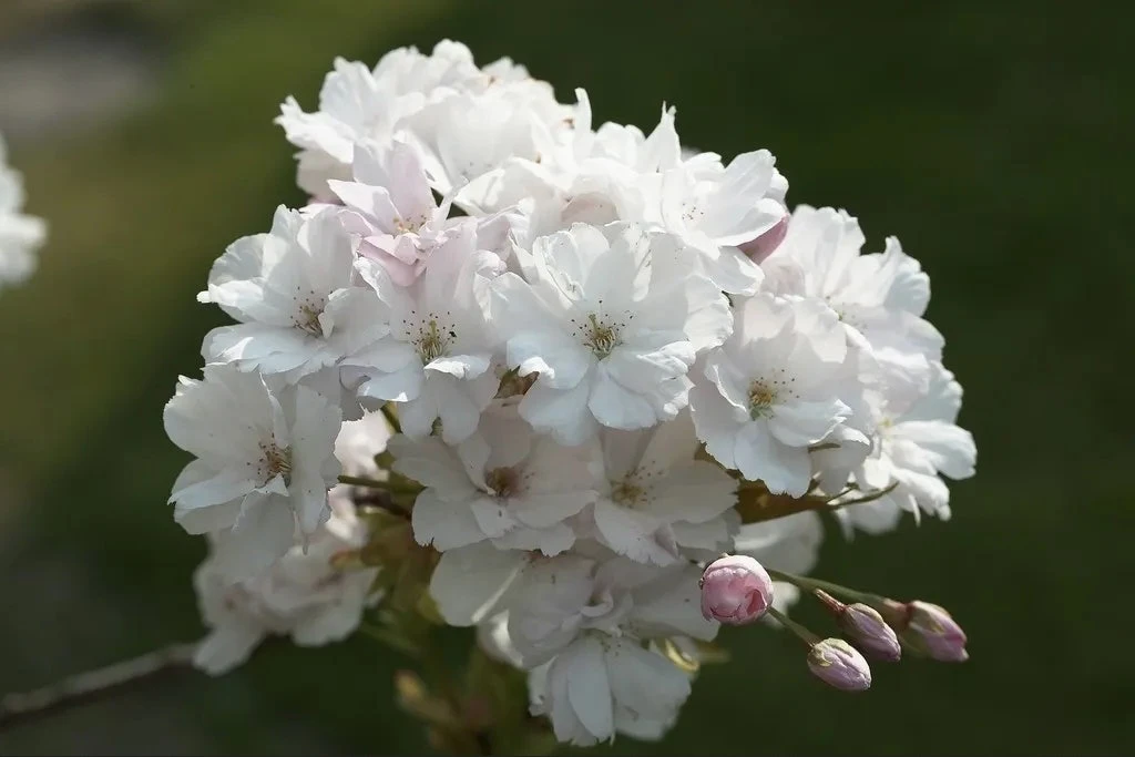 Japanse Sierkers Als Struik (Prunus Serrulata 'Amanogawa')