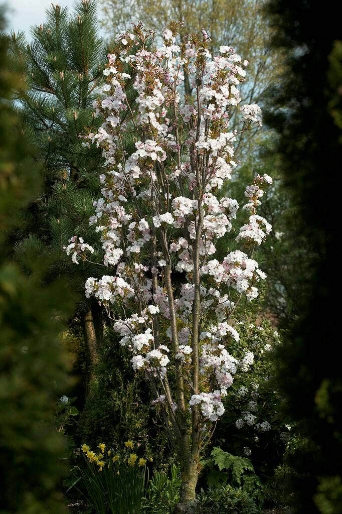 Japanse Sierkers Als Zuilboom (Prunus Serrulata 'Amanogawa') - Afbeelding 2