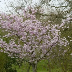 Japanse Sierkers (Prunus 'Accolade')