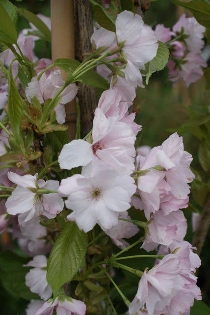 Japanse Sierkers Als Zuilboom (Prunus Serrulata 'Amanogawa') - Afbeelding 6