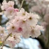 Roze Winterkers (Prunus Subhirtella 'Autumnalis Rosea')