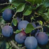 Lei-Pruim (Prunus Domestica 'Bleu De Belgique')