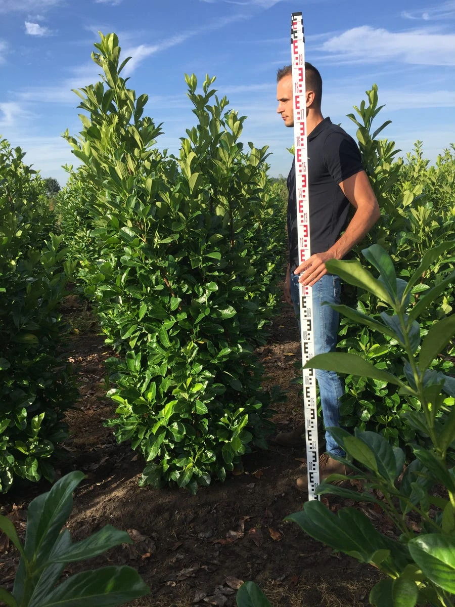 Grote Laurierkers (Prunus Laurocerasus 'Rotundifolia') - Afbeelding 3