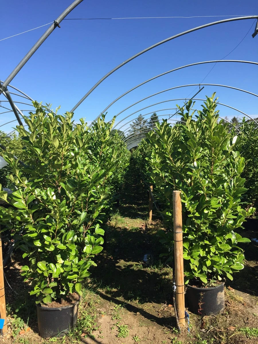 Grote Laurierkers (Prunus Laurocerasus 'Rotundifolia') - Afbeelding 8