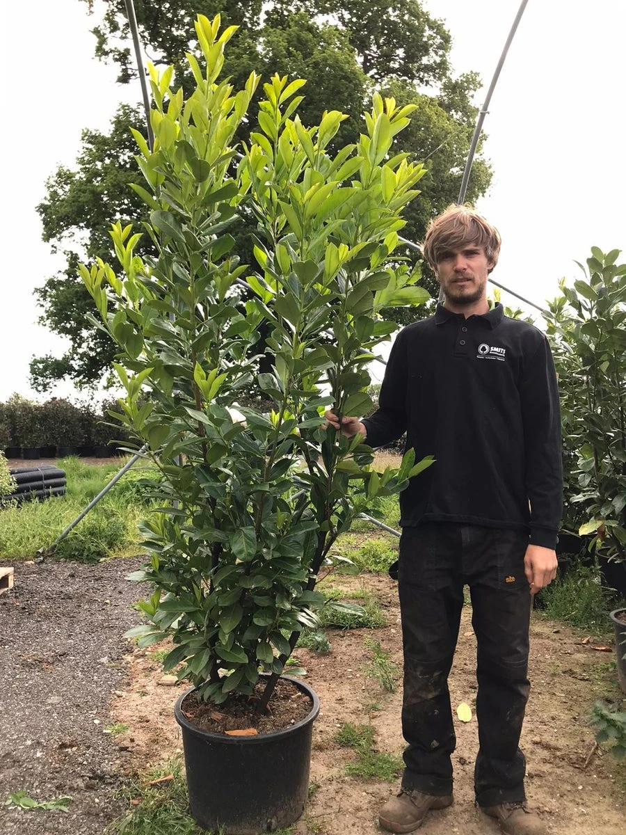 Grote Laurierkers (Prunus Laurocerasus 'Rotundifolia') - Afbeelding 9