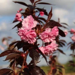 Roodbladige Japanse Sierkers (Prunus 'Royal Burgundy')