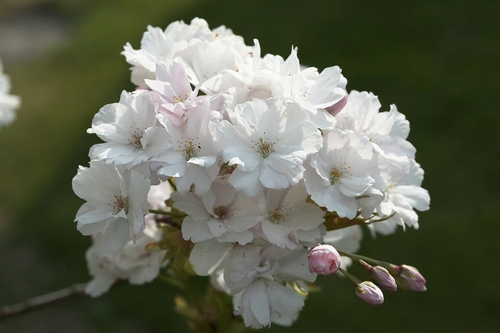 Japanse Sierkers Als Zuilboom (Prunus Serrulata 'Amanogawa') - Afbeelding 3