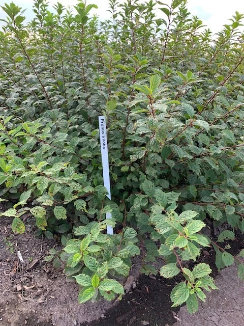 Amandelboompje Als Struik (Prunus Triloba) - Afbeelding 3