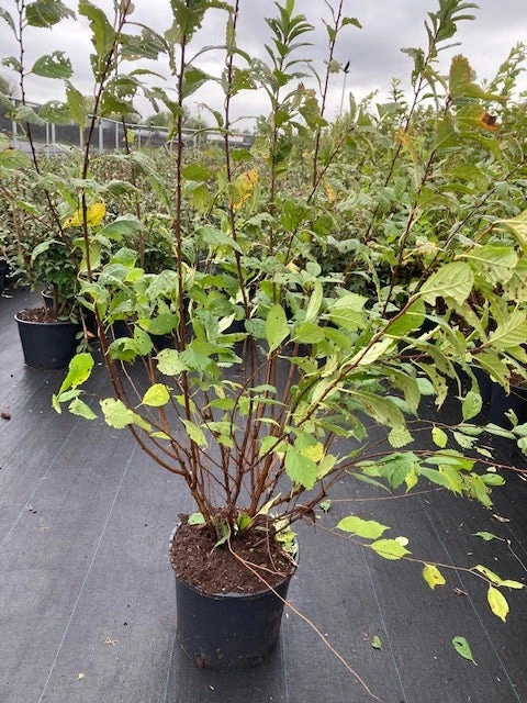 Amandelboompje Als Struik (Prunus Triloba) - Afbeelding 2