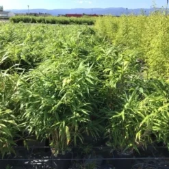 Bamboe (Pseudosasa Japonica)