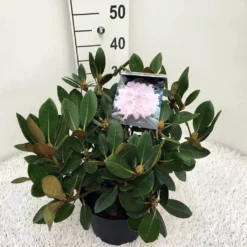 Dwergrhododendron (Rhododendron 'Silberwolke')