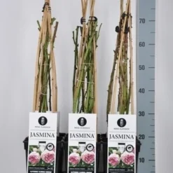 Klimroos (Rosa 'Jasmina')