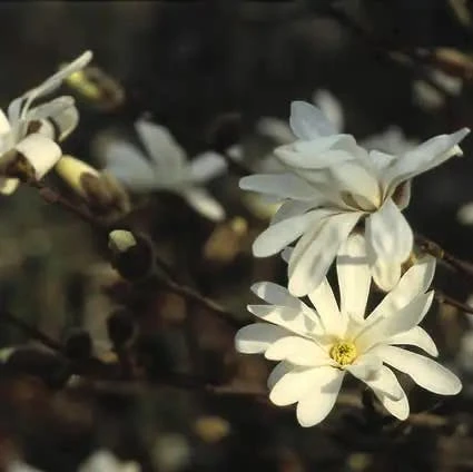 Magnolia Als Boom (Magnolia Stellata) - Afbeelding 2