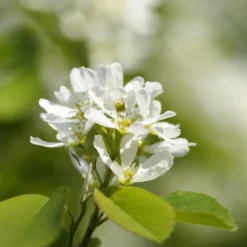 Zuilvormige Krentenboom (Amelanchier Alnifolia 'Obelisk')